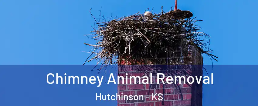 Chimney Animal Removal Hutchinson - KS