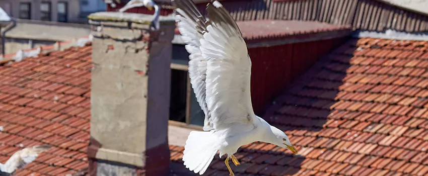 Residential Chimney Animal Removal Solution in Hutchinson, KS